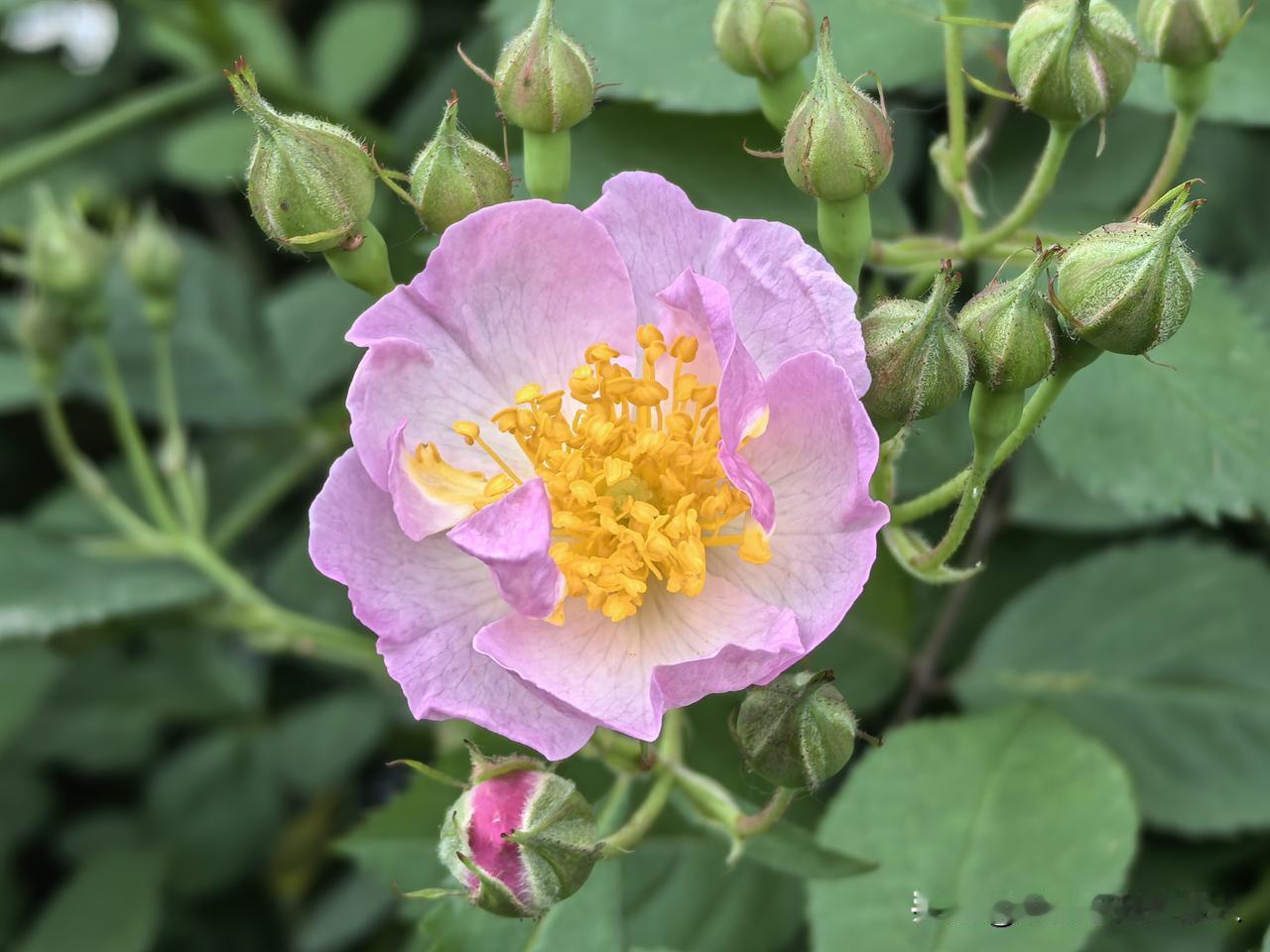 蔷薇园的蔷薇花正静悄悄的开，小花五颜六色，自然的花香中略带点荒野味道，蛮喜欢的。