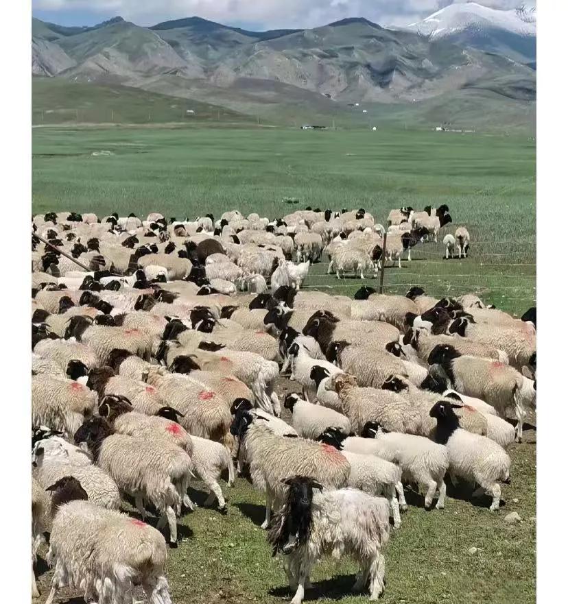 一个男人，如果不戴手表，不盘手串，不戴戒指，出门永远都是一身素衣，不是优衣库就是