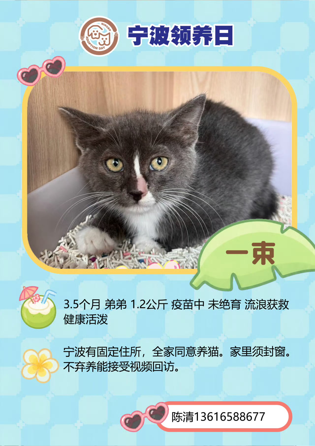 三场狂欢！🐱🐶第115届宁波领养日来啦 ！江北万达等你！每天都有60＋的毛孩