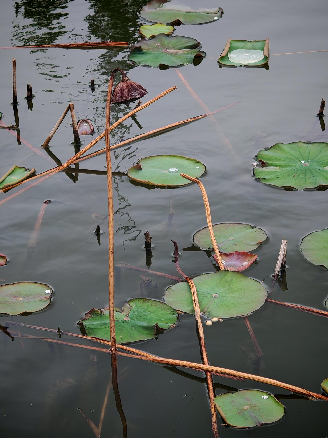 迎接夏天的味道