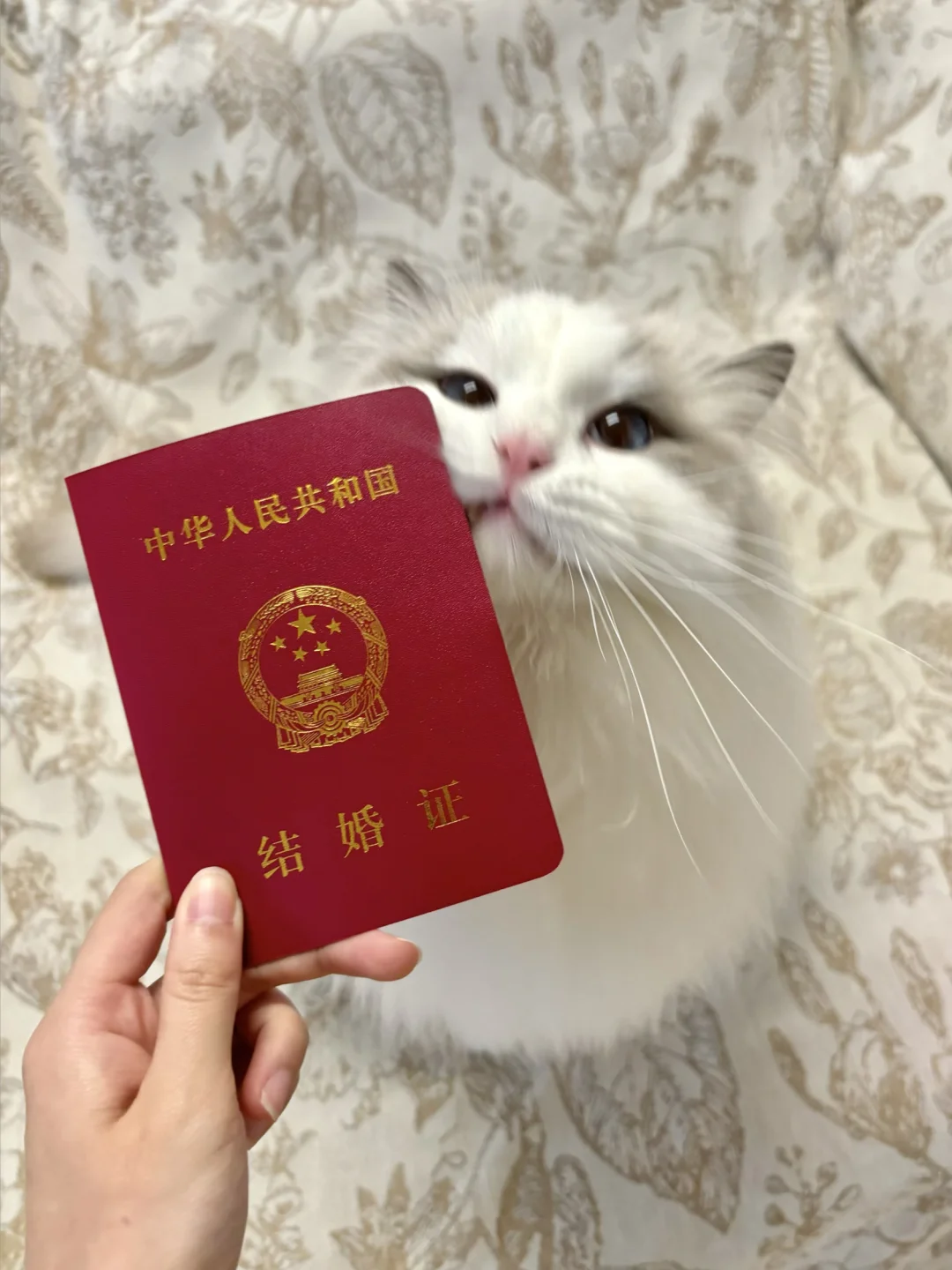 咪同意！