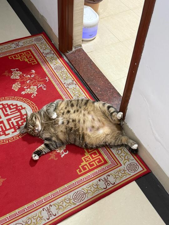 今年想换个新猫，这坨不想养了