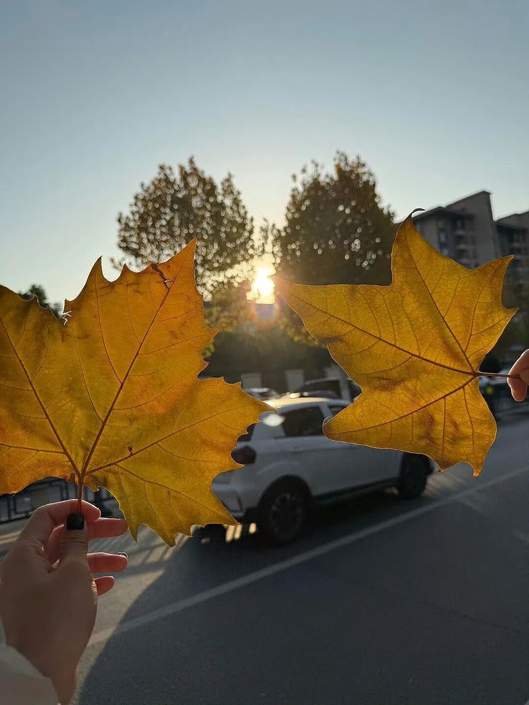 ᯓ .🤧 𝙘𝙤𝙡𝙙 ⊹ ꙳“🍂降温了，公主请多添衣⸝⸝⸝⸝⸝。” ​