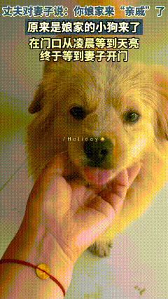 安徽，一女子娘家的狗狗来了，在门口从凌晨等到天亮，终于等到女子开门，狗狗开心的不