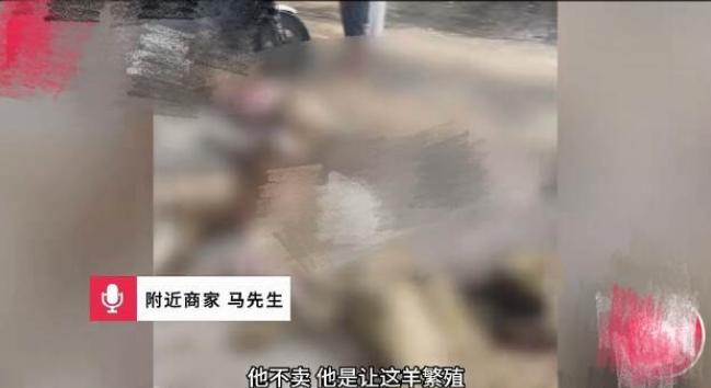 河北沧州，60多岁老人赶着50多只羊在省道上逆行抄近道，一辆大货车直接撞进羊群，