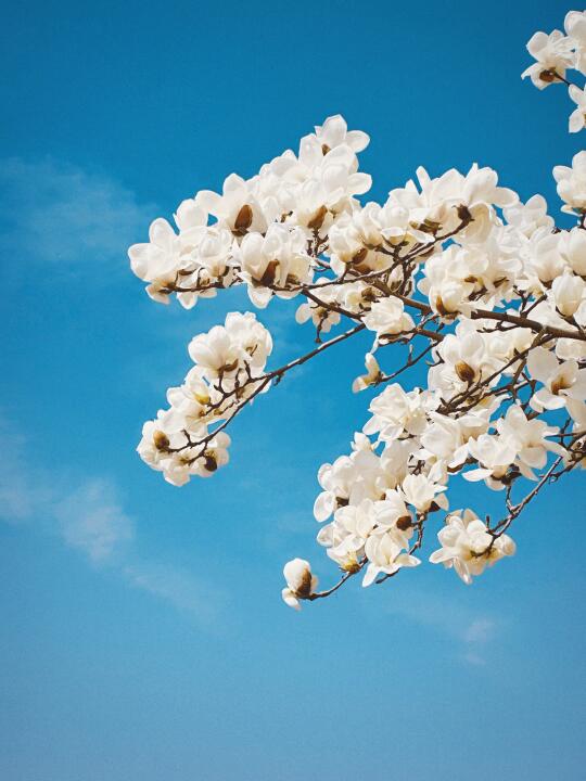 抓紧来❗❗睦南花园白玉兰3.21实况❗