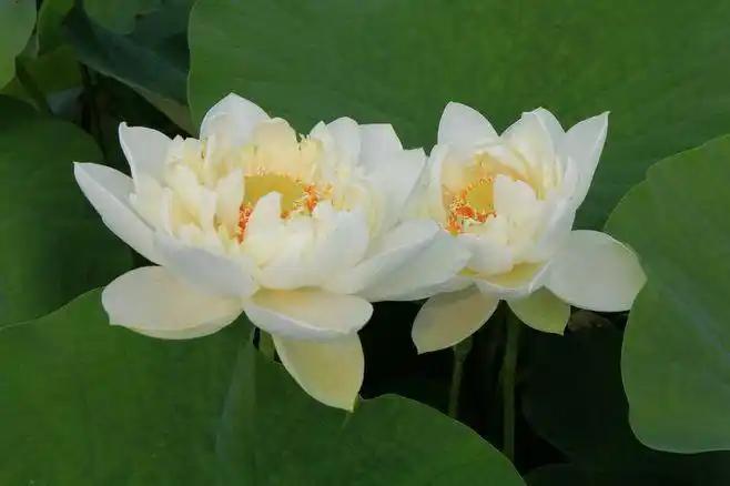 成年人最高级的清醒，
就是学会管好自己。
与人相交，
分寸感是最好的标尺，
守得