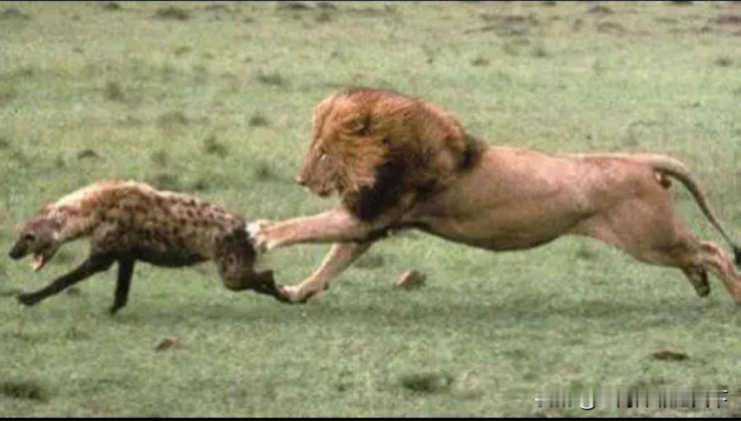 #加拿大总理：中国比美国更可靠可预测#当一条鬣狗开始大言不惭地当众赞美起狮子来时