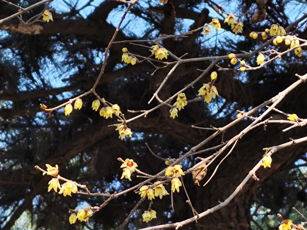 青岛湛山寺东南侧山丘处有座药师琉璃光如来宝塔，宝塔下面有几棵树，郁郁葱葱的松树中