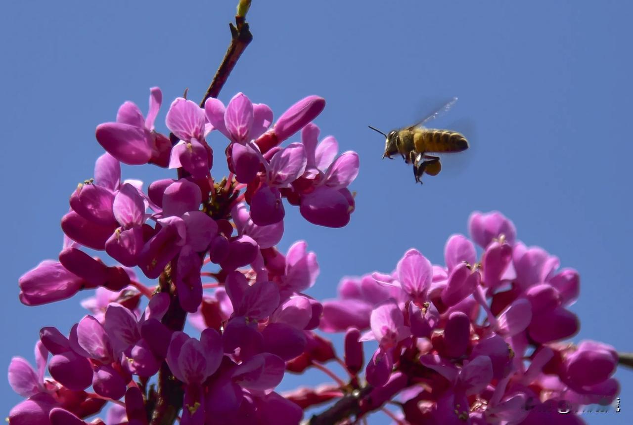 分享一张你拍的桃🍑花