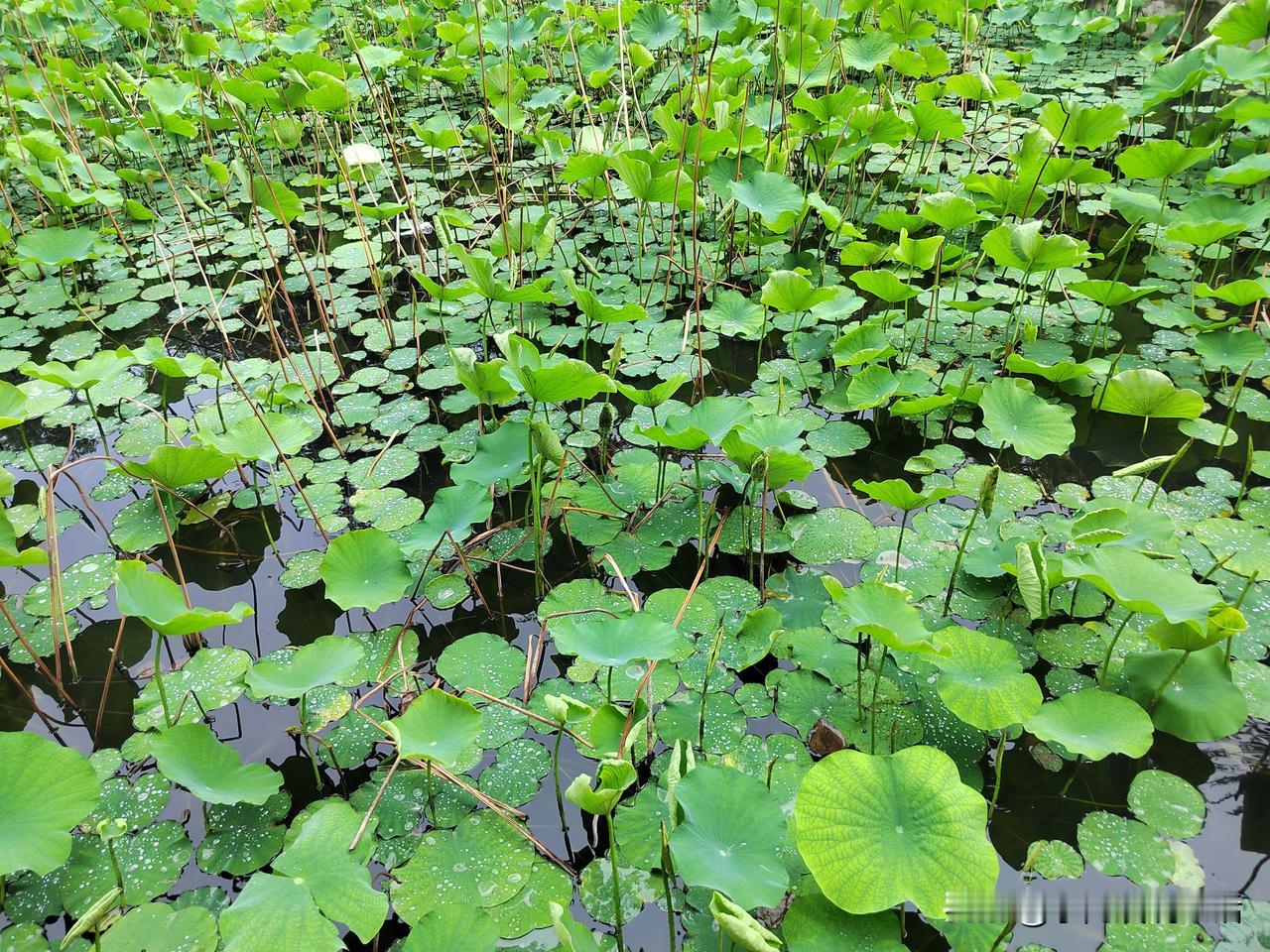 夏天来了，你会想到什么？
我首先想到的，是荷叶田田。
在我们家附近的公园里，有两
