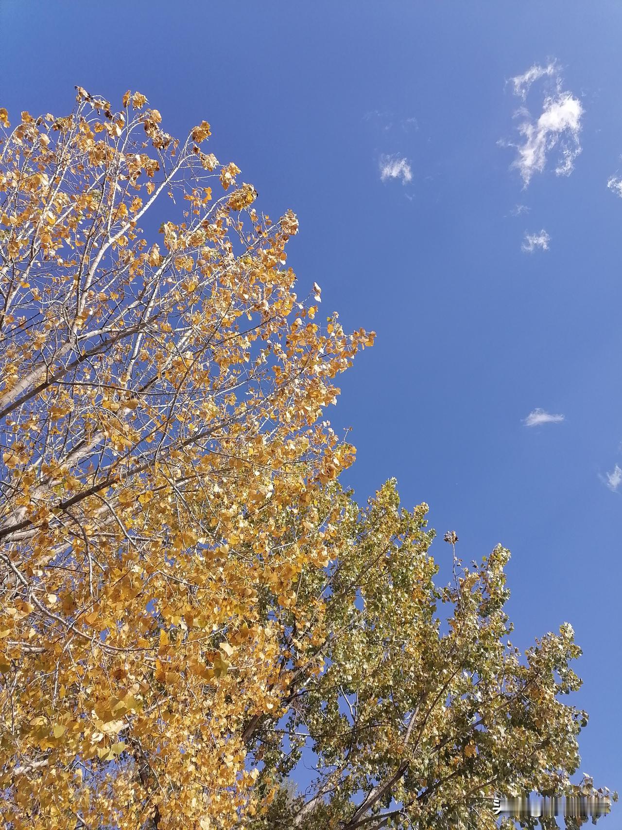 来啦来啦，播报天气，10月28日北京多云，气温5‑15℃，南风二三级，昼夜温差很