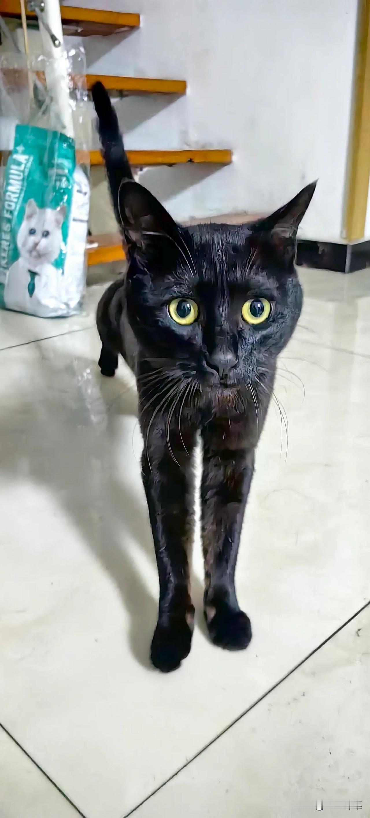 猫是治愈的，也是孤独的
黑猫立楼梯，静待主人归