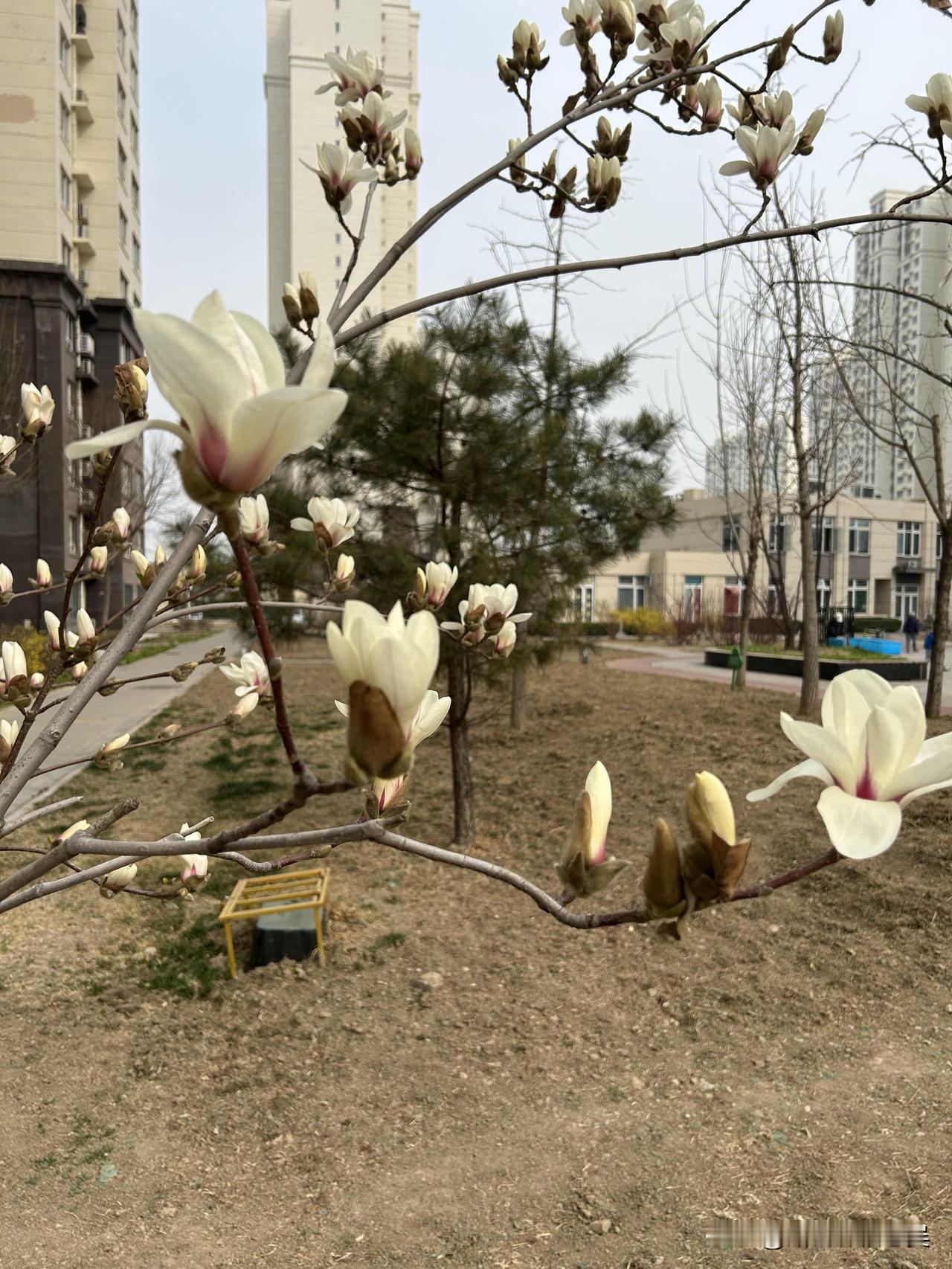 春风拂面，万物温柔。闲暇时看看花开、听听鸟鸣，随手拍下路边的绿意，日子也变得轻快