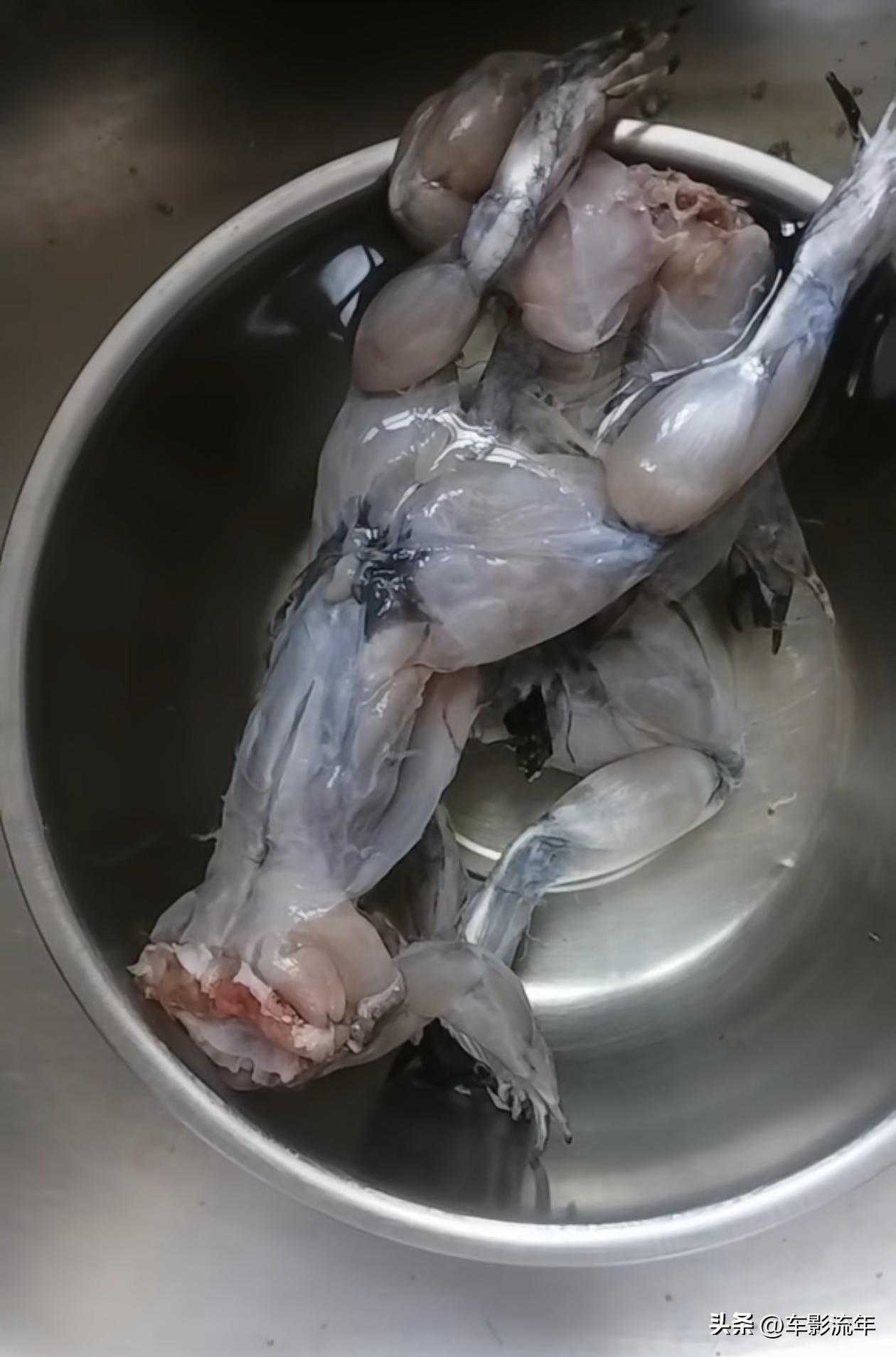 爱吃牛蛙的赶紧停手！海南网友剥皮洗干净的牛蛙，冰箱冷藏一夜，全身钻出密密麻麻白线
