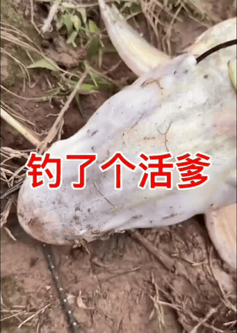 朋友们，今天约了个这玩意该怎么处理呢[捂脸]