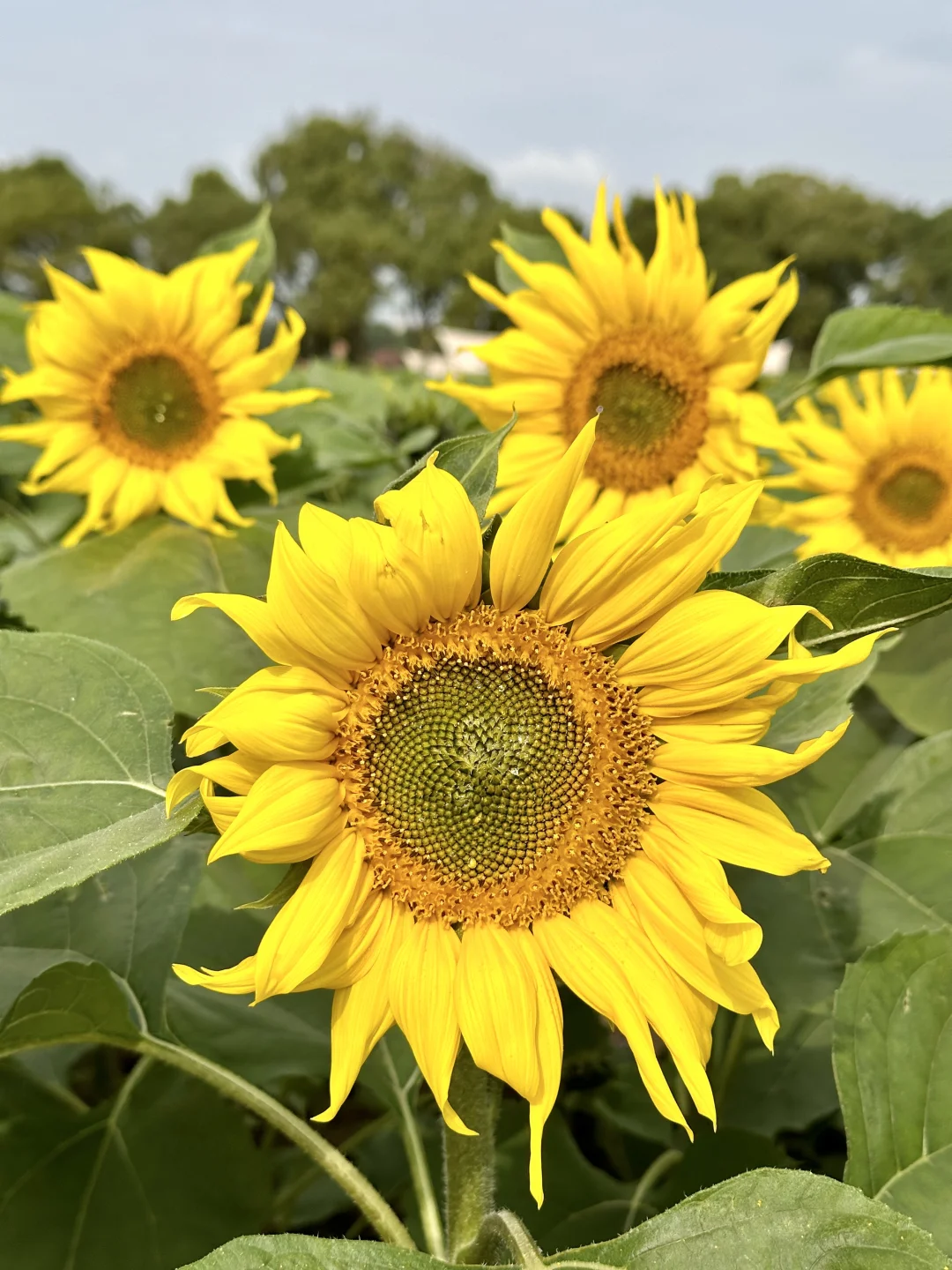 荷塘月色湿地公园限定向日葵皮肤上线啦🌻