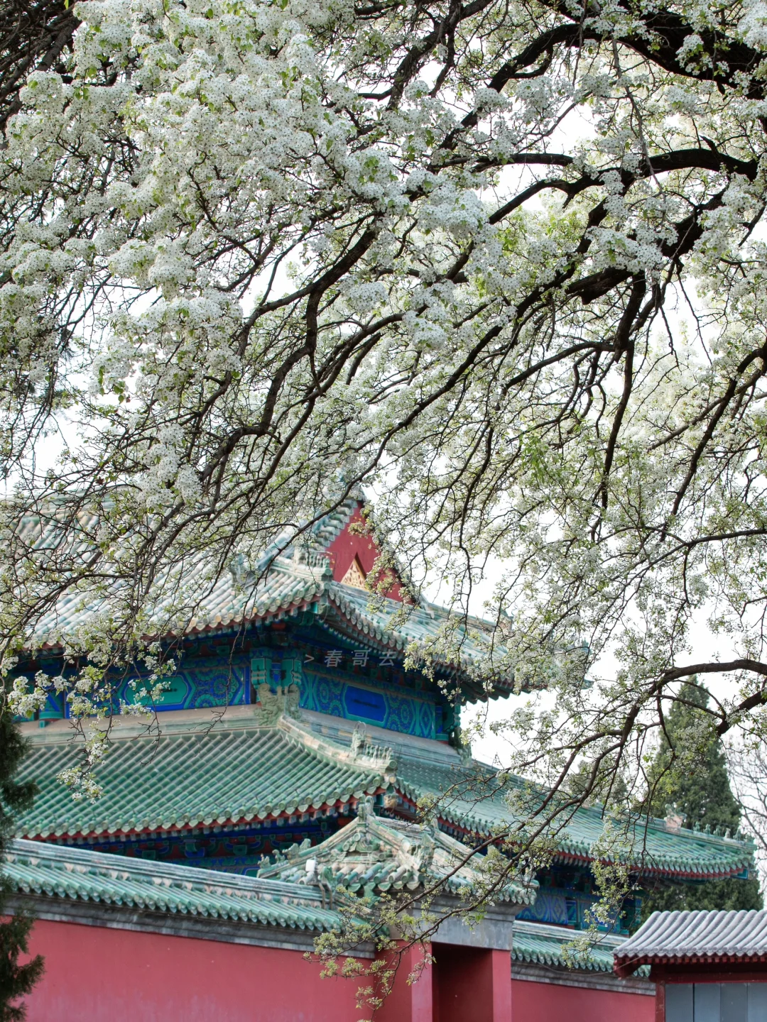 天坛杜梨神树：红墙古建梨花，好高级的中国色
