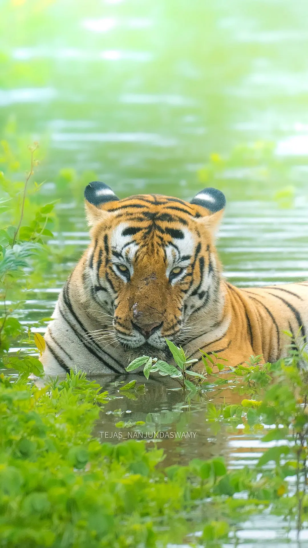 【班迪普尔】南印度当下顶流明星，雄虎“伯拉古达男”(Bolgudda ...
