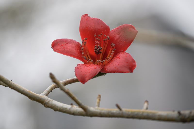 广东人忍住！别捡路边的木棉花煲汤！木棉花确实有利尿祛湿、清热解毒的功效。然而医生
