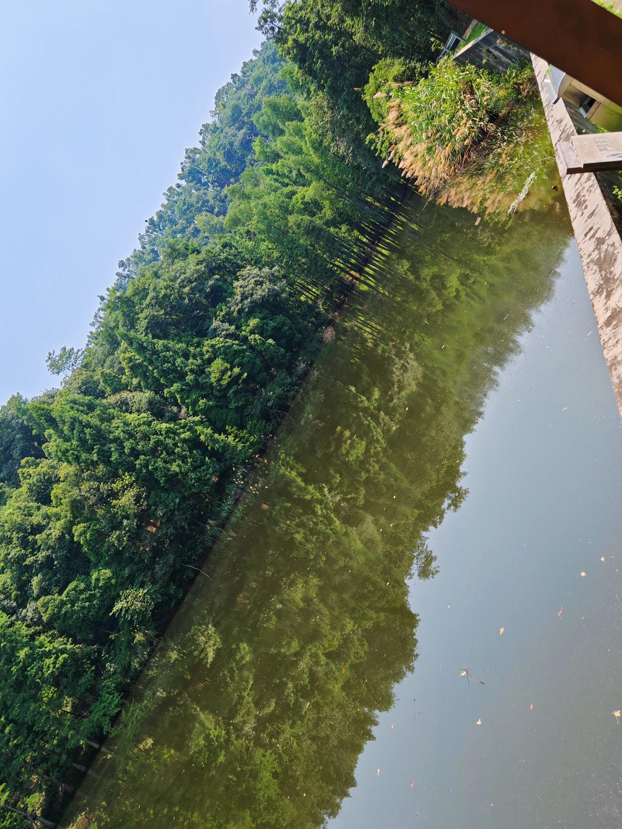 大山冲森林公园：就这水，这几棵树，你跟我说是长沙小九寨？？？
相信网络P图，真不
