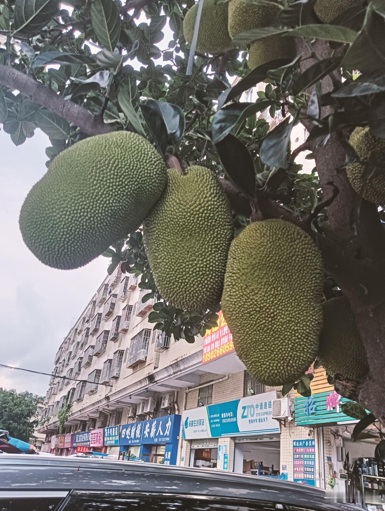 人这一辈子
有人说：
闹市，
寻不到舒心风景，
可街边，
这棵菠萝蜜树偏不这么讲