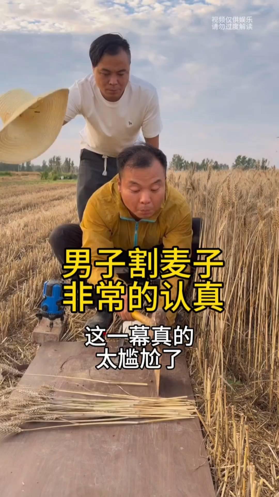 男子和朋友来到地里割麦子，只见男子给麦子打记号，然后他将麦子放倒在案板上，随后他