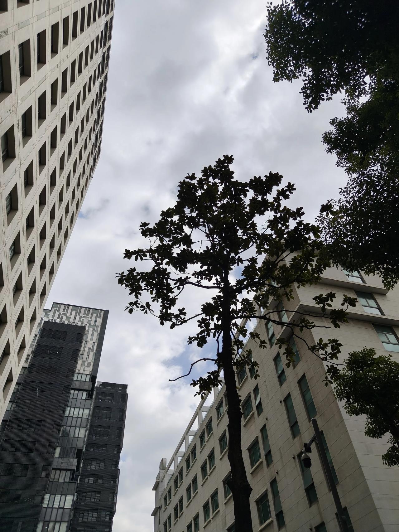 今日份天空随手拍实景图分享！

白云☁️☁️☁️☁️绿树🌲🌲🌲🌲