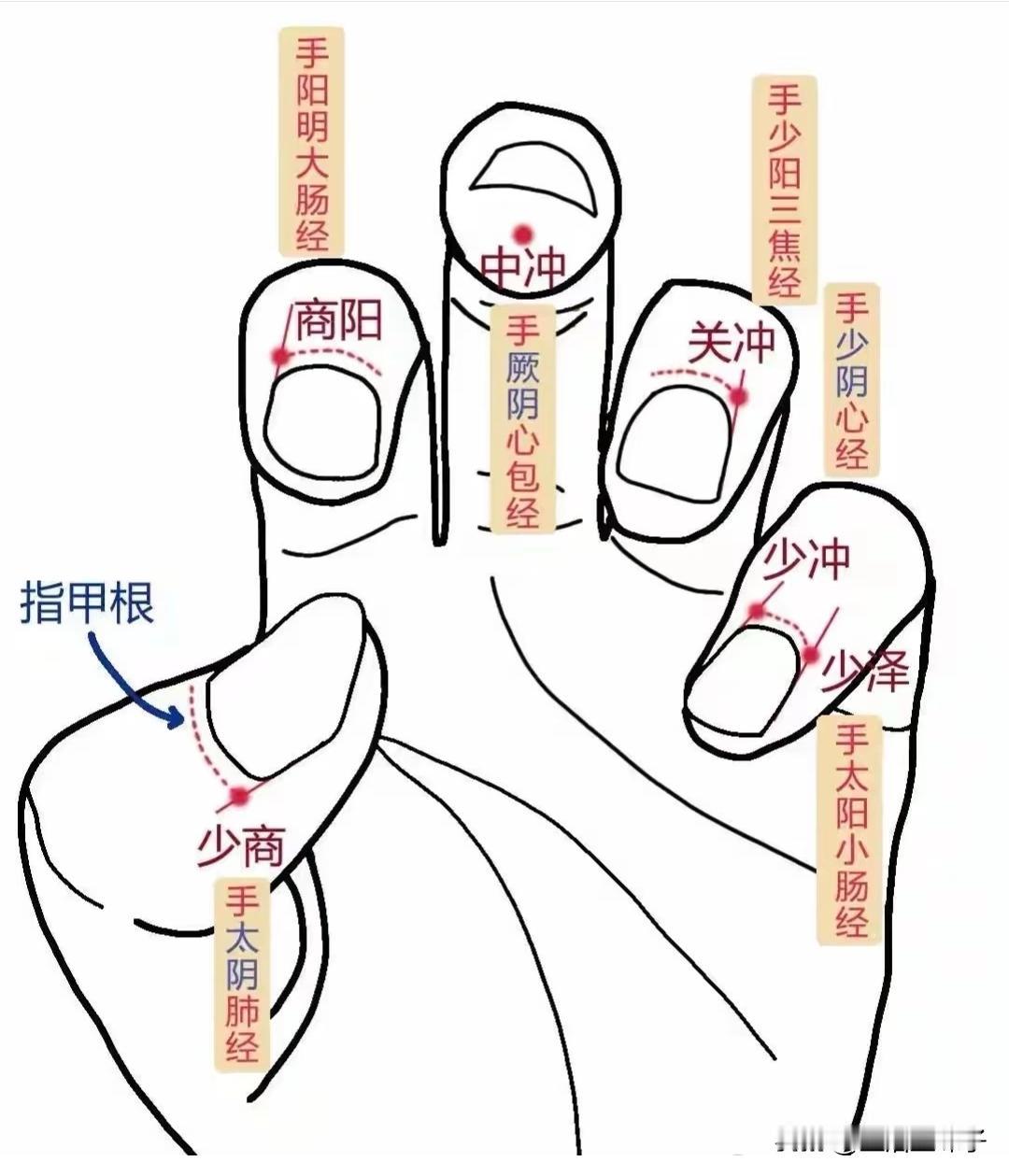 井穴治验歌
井穴刺血效非凡，针灸医生仔细辨。
一针少商喉咙痛，再刺商阳与关冲，