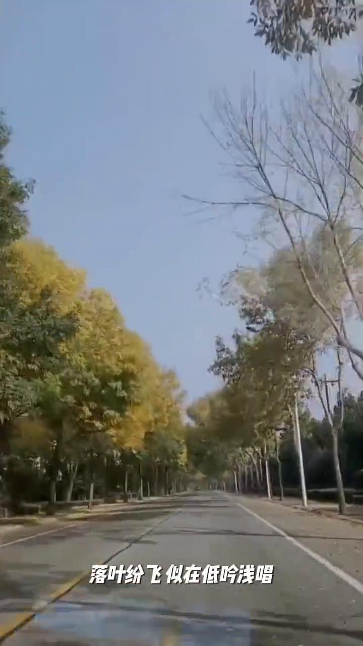 深秋已至，叶落金黄。一对伴侣驾驭灵驹踏上远行之路，沿途风景如画，心境随之起伏。落