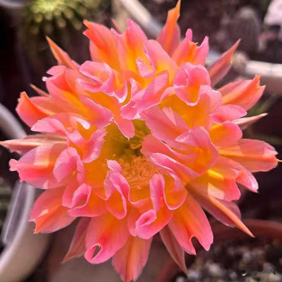 今天的花𣁽是繁花仙人球开花，嫣然仙人球开花和梨花洛仙人球开花。
不得不说侧芽仙