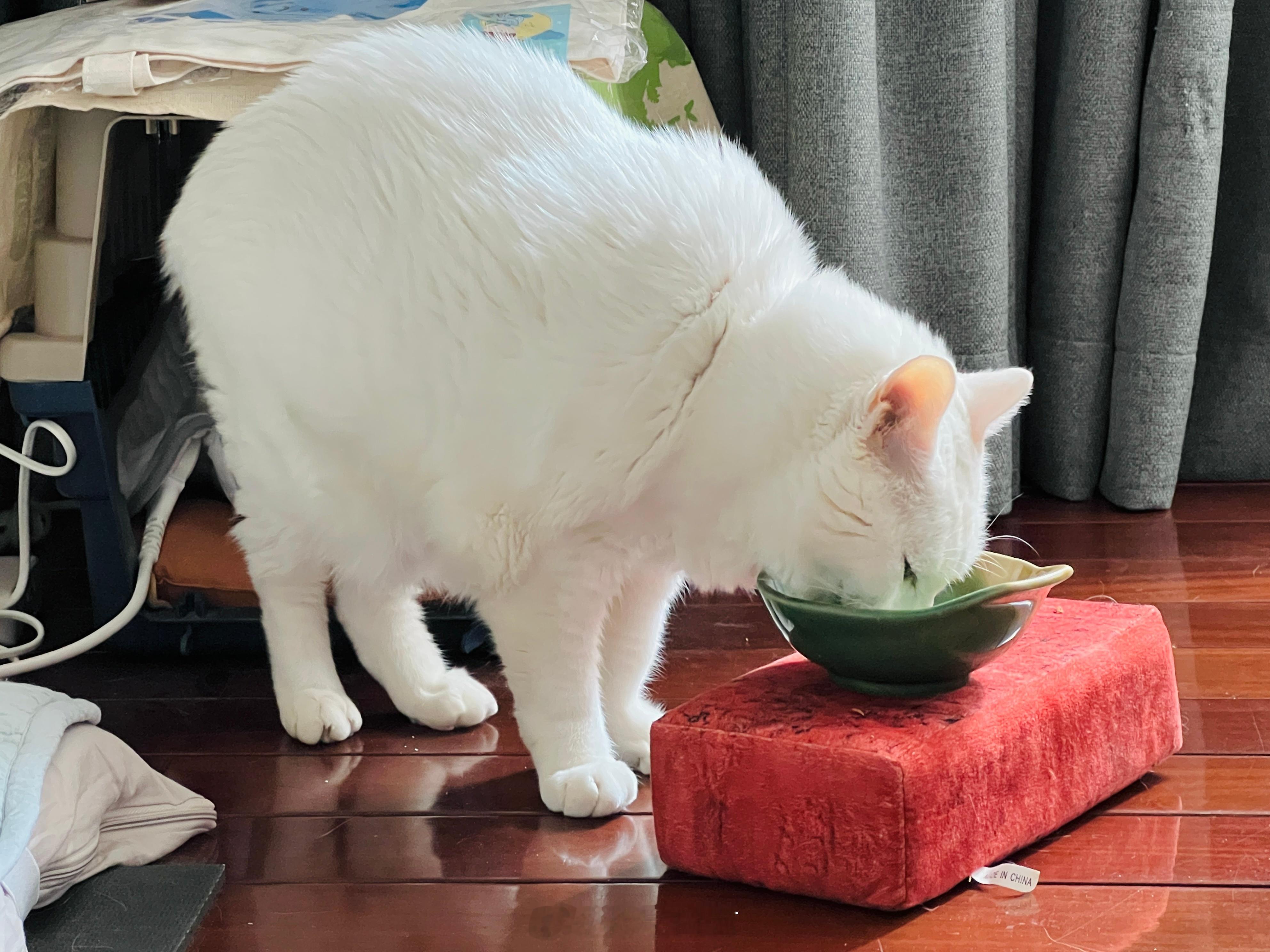 P1.老吉吃早餐。P2. 昨天帶蝦蝦去鄰居家做客，氣噗噗。 