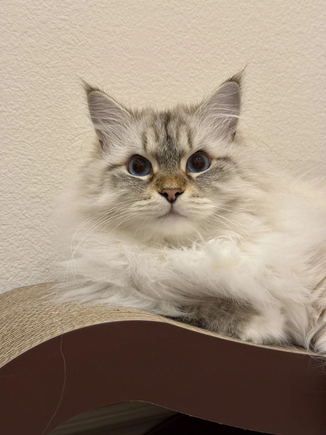 咪和全新的猫抓板天下第一好！