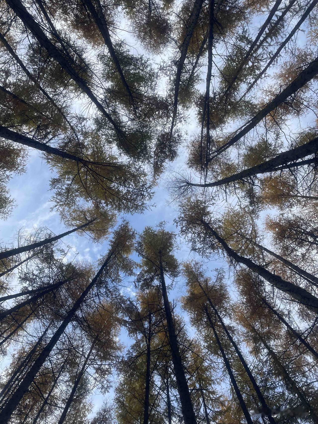 随手拍下的风景照秋日的某个清晨，在米仓山的黑熊沟，无意间进入了一片冷杉林，阳光透