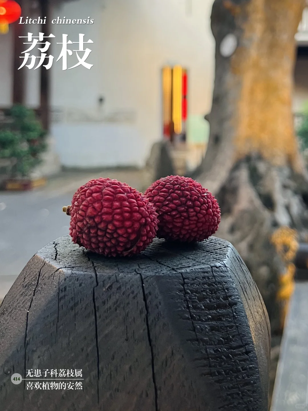 福州植物打标414｜曾经“甲天下”的闽中荔枝