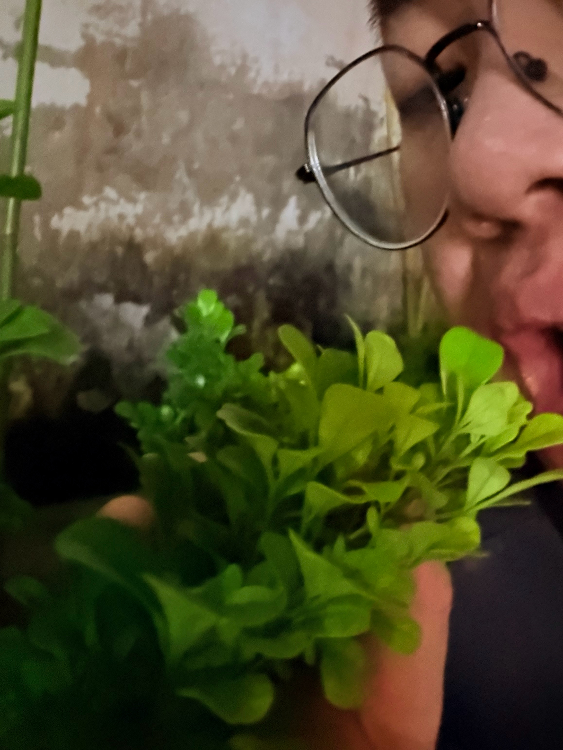 算了。没人请我吃七夕浪漫烛光晚餐就没人请吧。正好减肥！来绿化带随便吃点哈！ 