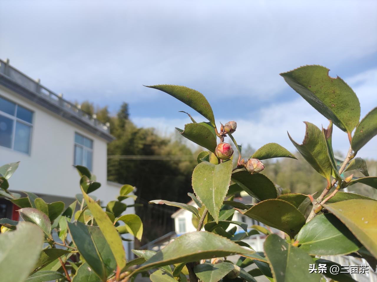 花坛里种植的茶花终于快要开放了！