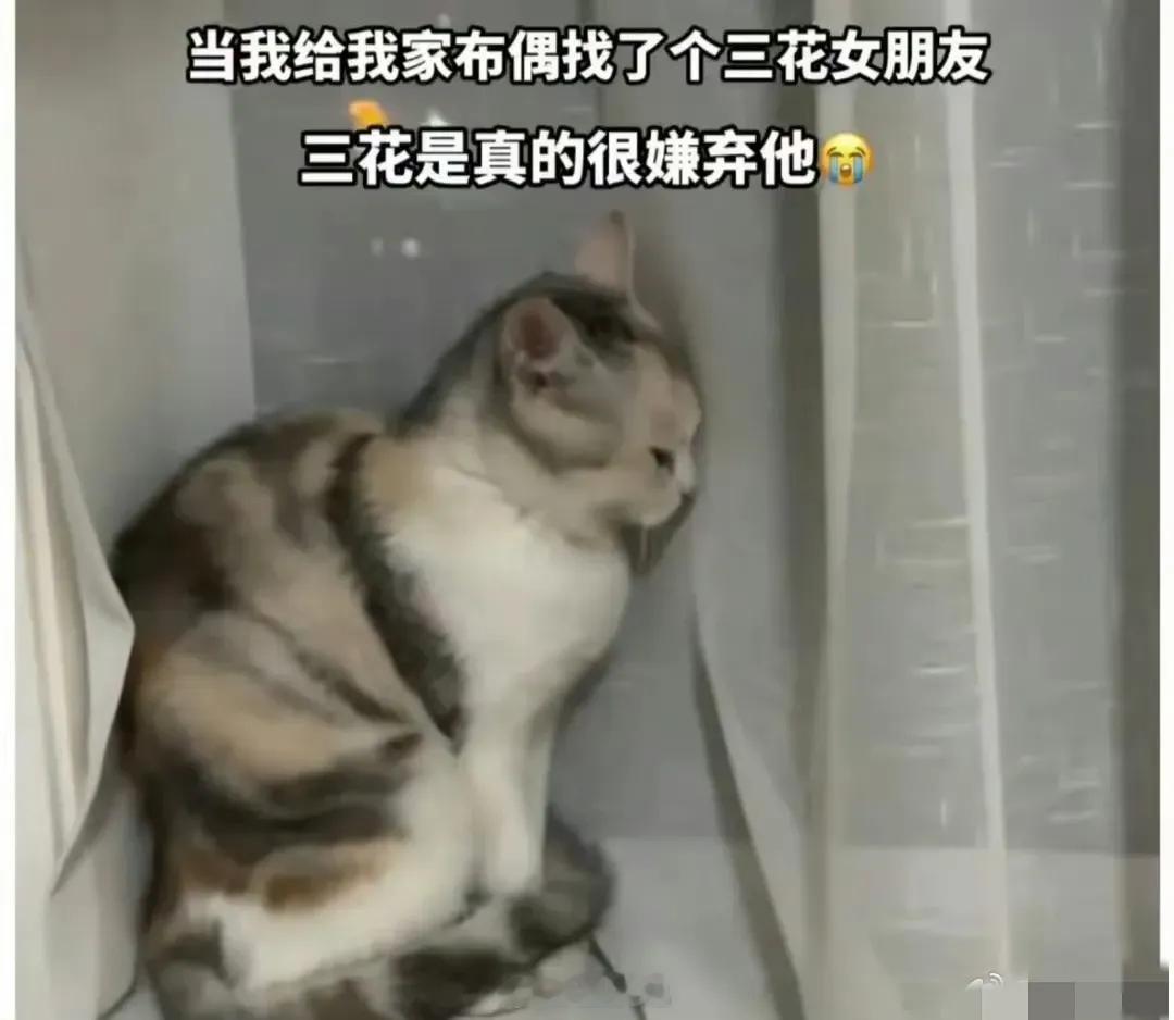 三花猫被迫给布偶当老婆，那表情快碎了网友：相当刘亦菲嫁给丑八怪[允悲] ​​​