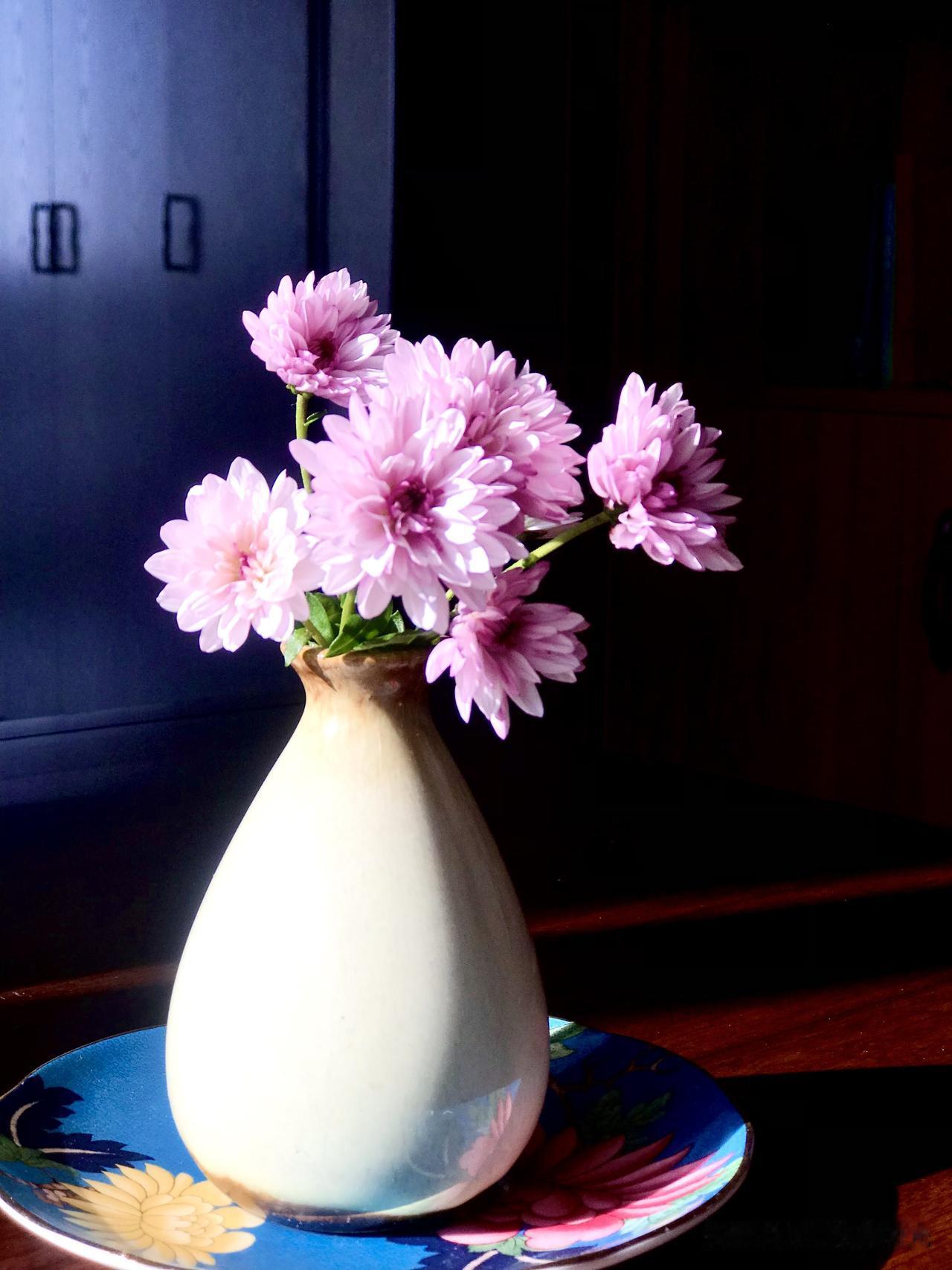 花园里的鲜花，因为初冬的原因，已经所剩无几。

但令人惊喜的是，一丛粉紫色的菊花