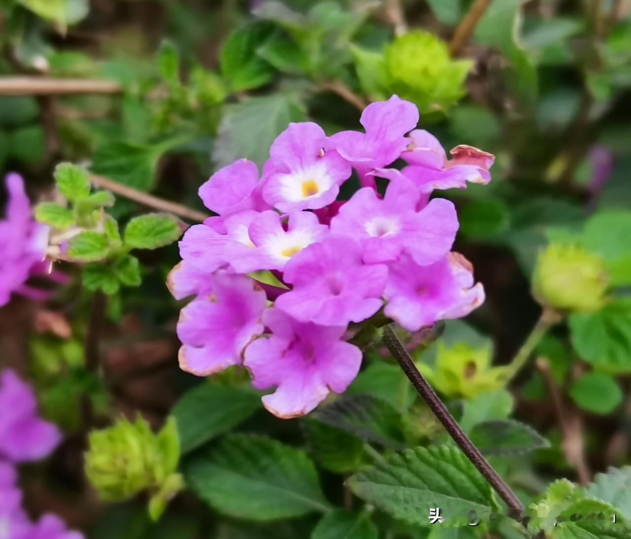 在网上加了个股骨颈骨折康复交流群，里面200多号人，全是股骨颈骨折的折友们。这个