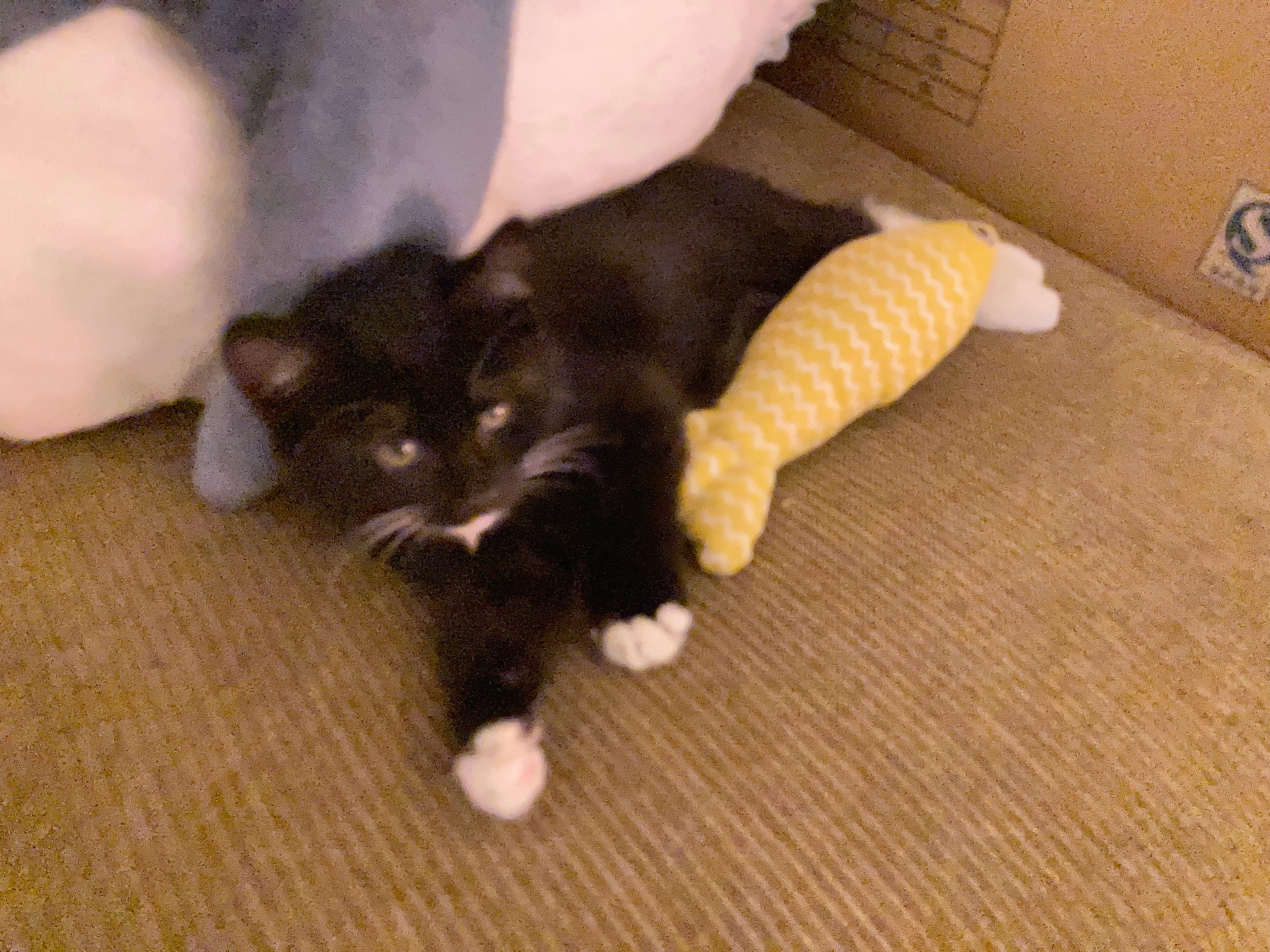 🦈 🐈⬛🐟 