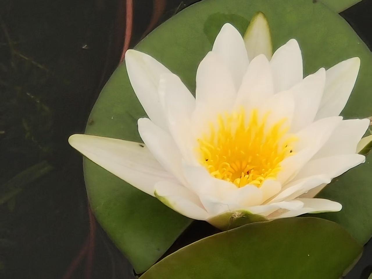 夏日美景随拍