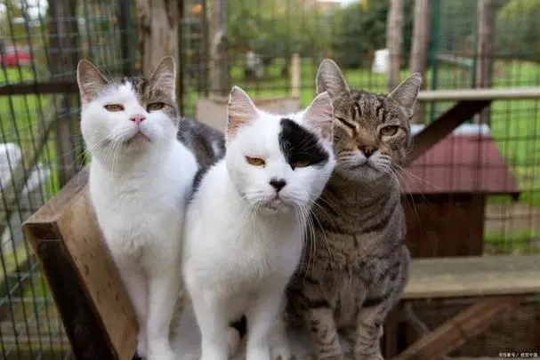 #四川一猫咪用电磁炉烧掉整个房子# 可爱的猫猫只是不小心，也提醒着我们要注意摆放