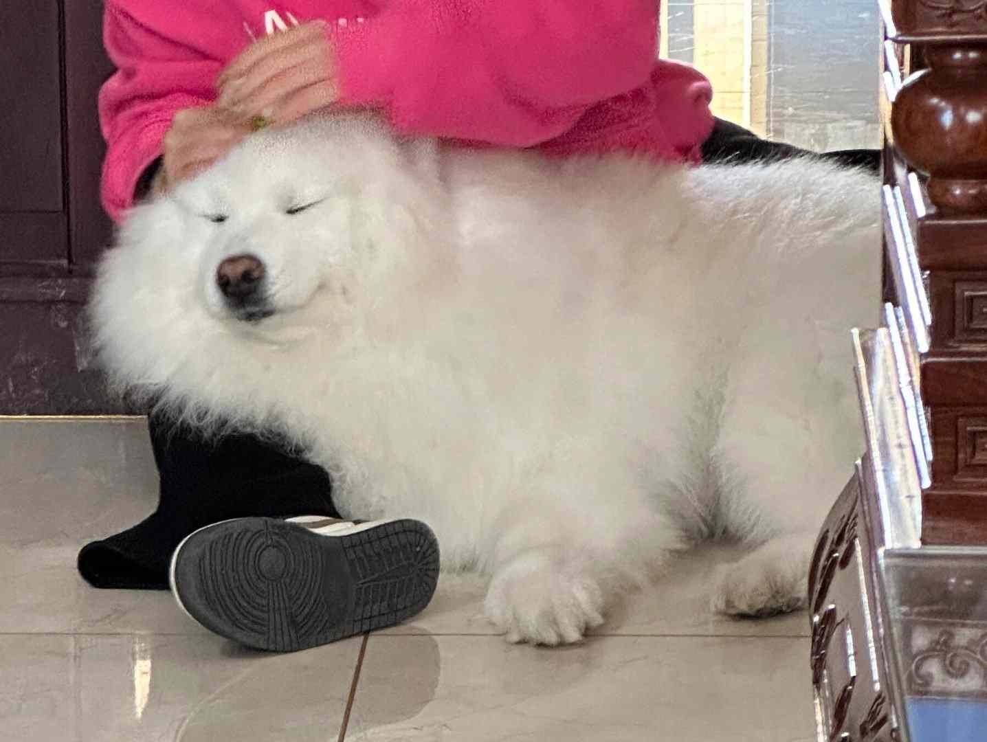 这么大个狗了还让麻麻梳头发的妈宝狗 