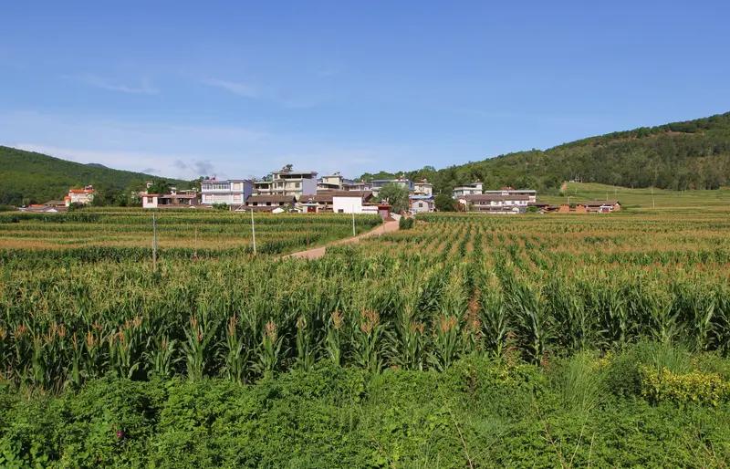 保障粮食安全
农民作为粮食生产的主力军，稳定的收入能让他们更有动力和能力投入到农