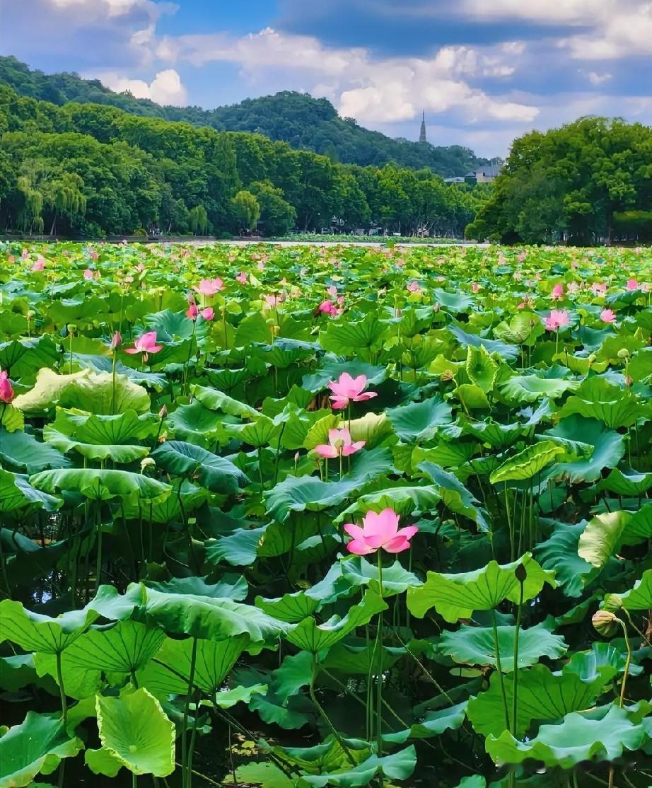 极目远眺，万顷荷叶绵延向天际，漫染无边翠色；灼灼芙蕖沐浴晴光，晕染独一份明艳。一