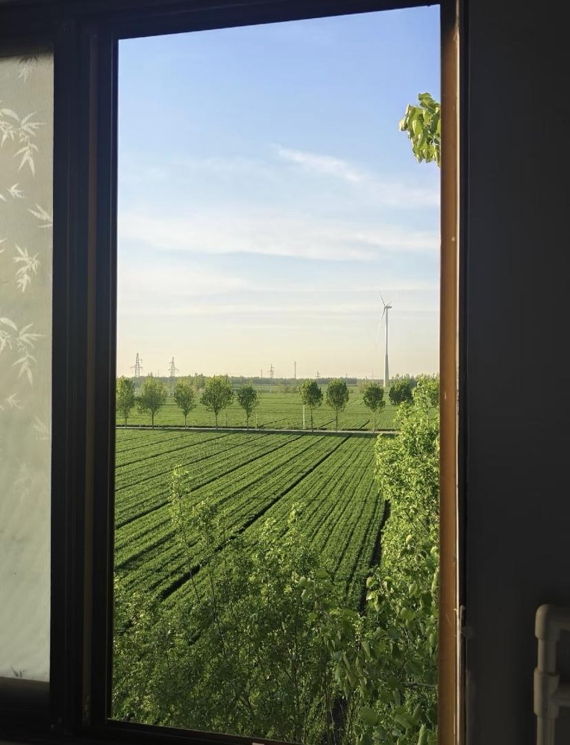 春风一吹，北方的麦田就绿透了。一片片麦苗长得整整齐齐，一眼望不到边，看着就让人心