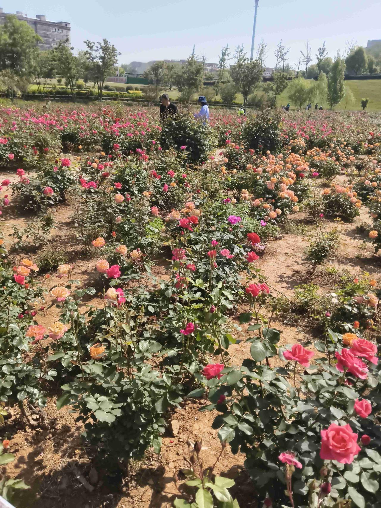 我的今日状态：😁轻松愉快
我这里的天气：☀️晴天