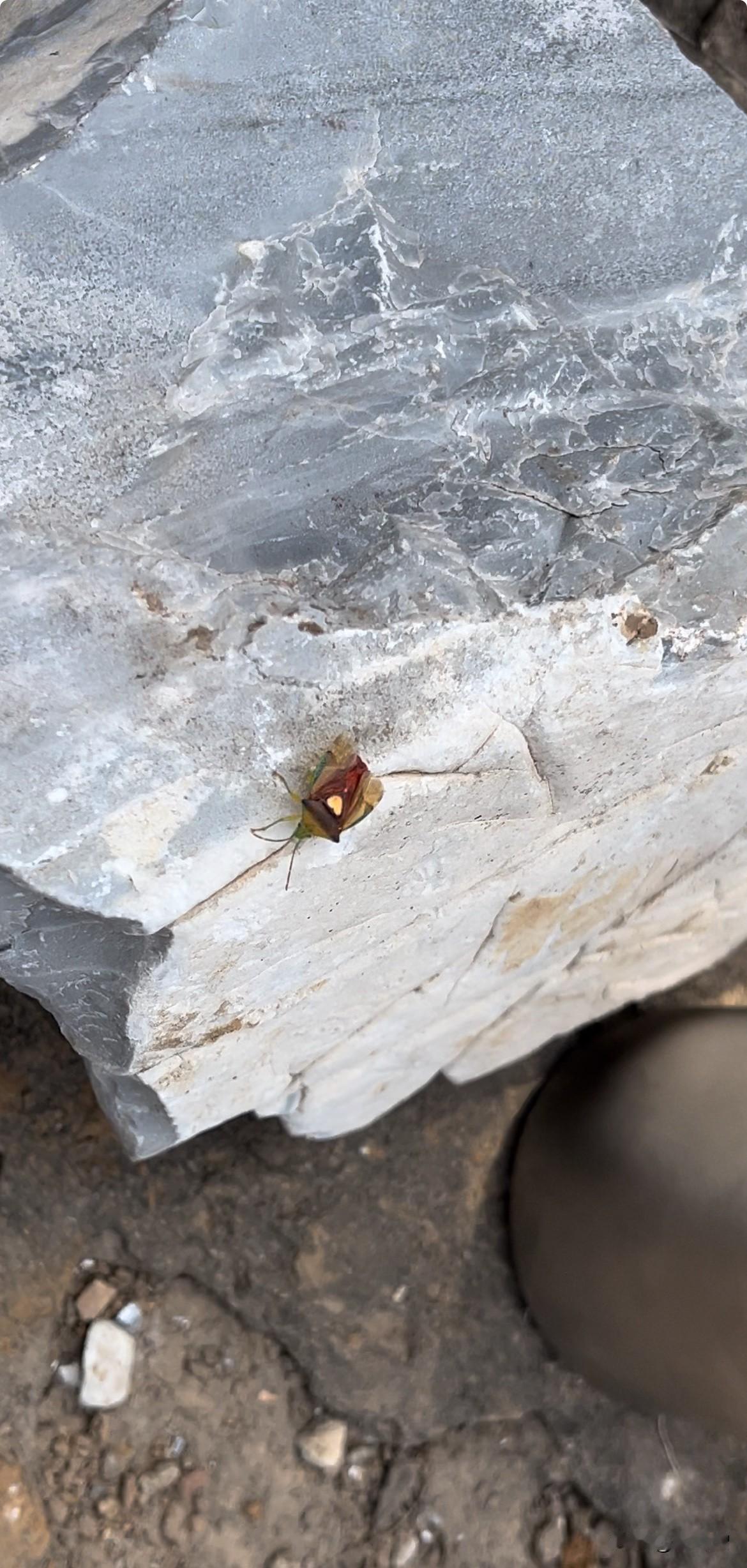 大自然真是太神奇了，一度让我怀疑这是假的！
在这个AI盛行的时代，昨天进山发现这