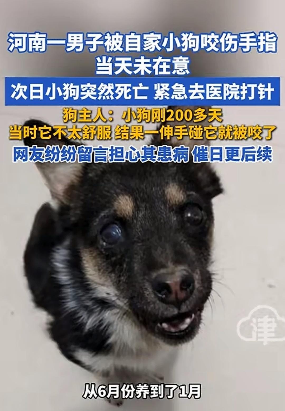 “全网都替他捏了一把汗！” 河南周口，男子养了只200天大的小狗，平时挺活泼，有